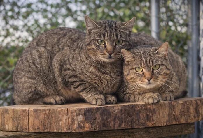 Helga und Hani, female Mixed Breed Cat for adoption at Tierheim Tierpension Strubeli