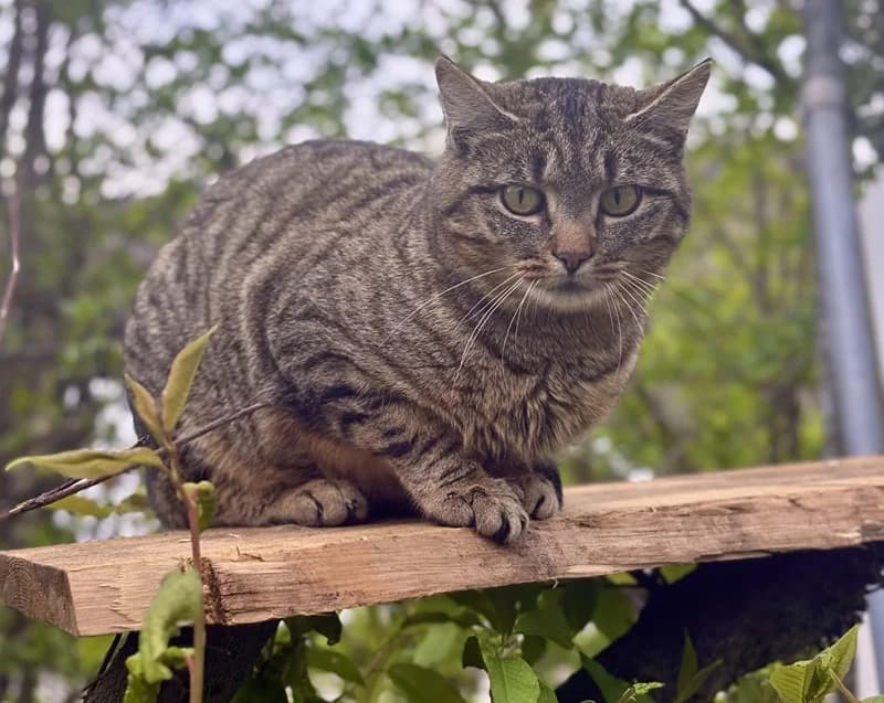 Helga und Hani, female Mixed Breed Cat for adoption at Tierheim Tierpension Strubeli — photo 2 of 3