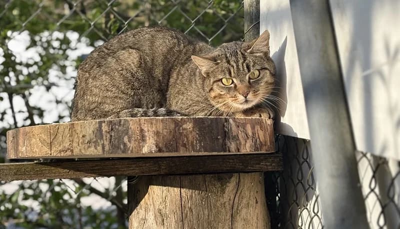 Helga und Hani, female Mixed Breed Cat for adoption at Tierheim Tierpension Strubeli — photo 3 of 3