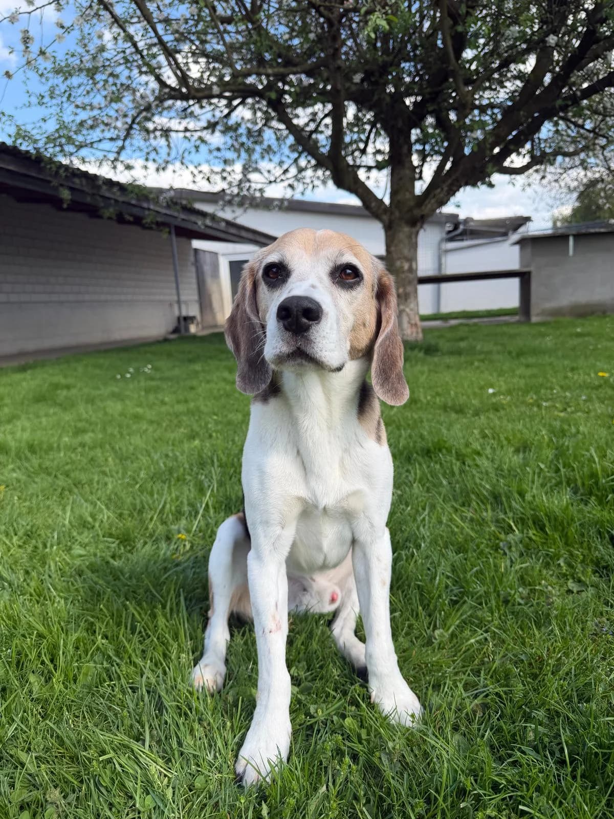 Zeus, male 7yo Beagle for adoption at Tierheim Tierpension Strubeli