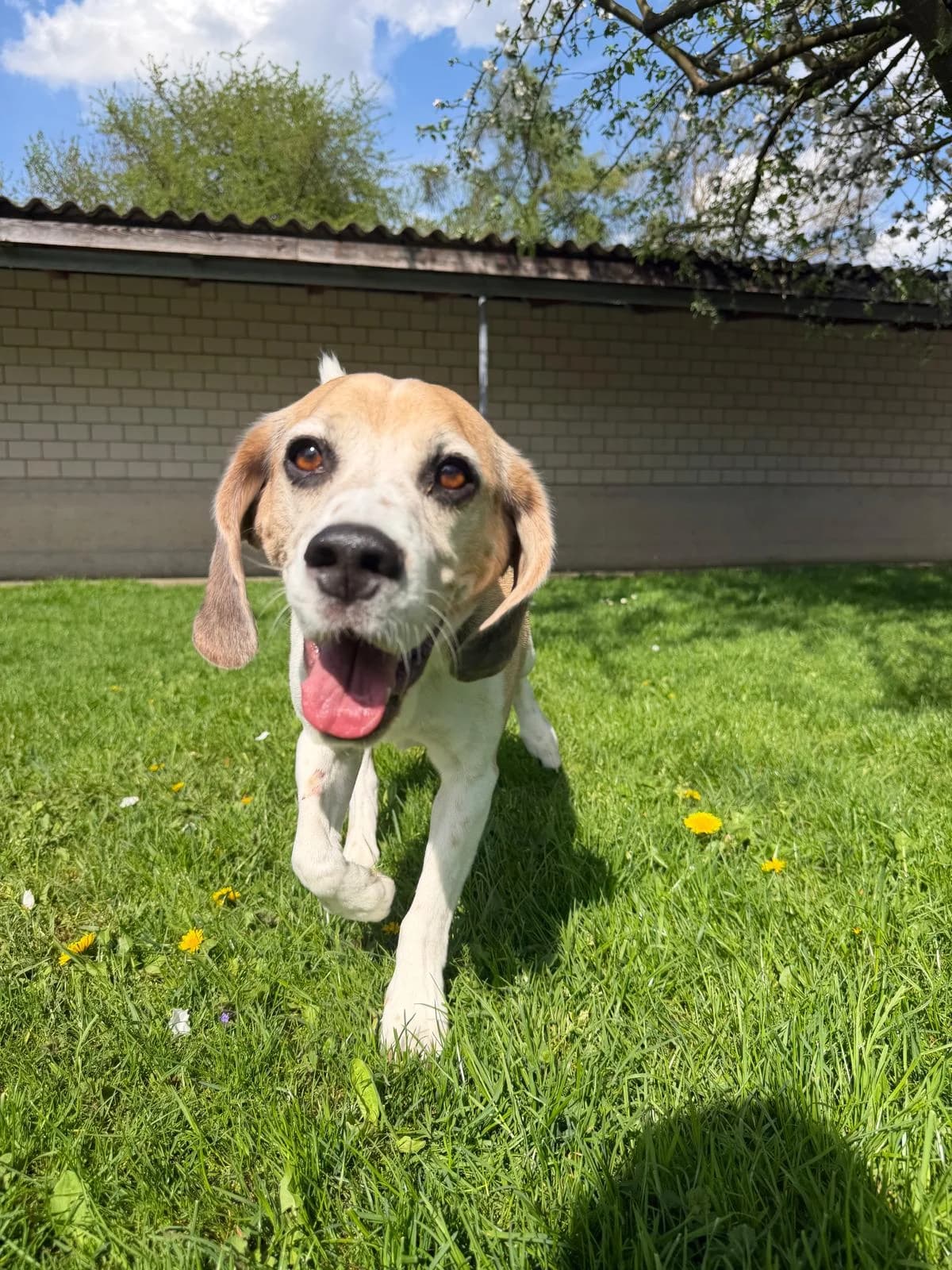 Zeus, male Beagle for adoption at Tierheim Tierpension Strubeli — photo 2 of 4