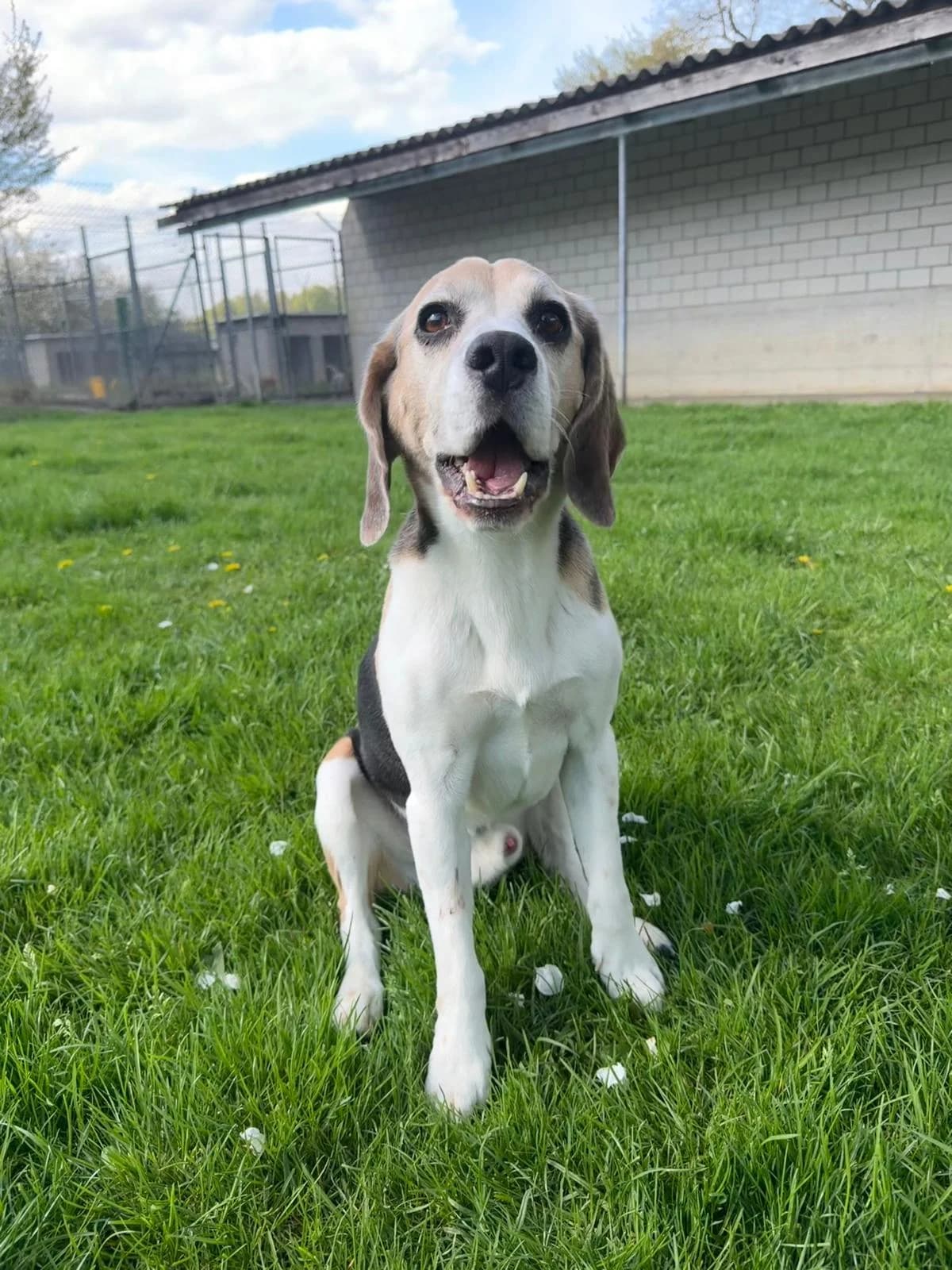 Zeus, male Beagle for adoption at Tierheim Tierpension Strubeli — photo 4 of 4