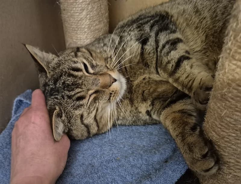 Hector, male Mixed Breed Cat for adoption at Tierheim Tierpension Strubeli