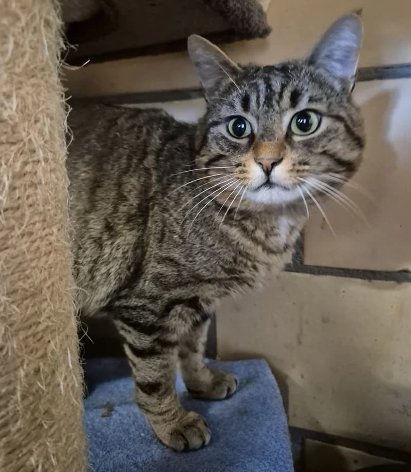 Hector, male Mixed Breed Cat for adoption at Tierheim Tierpension Strubeli — photo 2 of 4