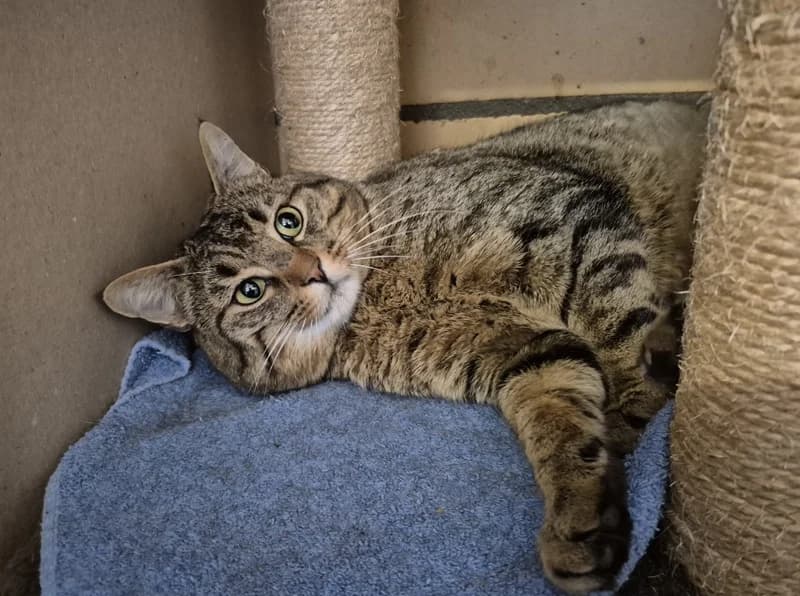 Hector, male Mixed Breed Cat for adoption at Tierheim Tierpension Strubeli — photo 3 of 4