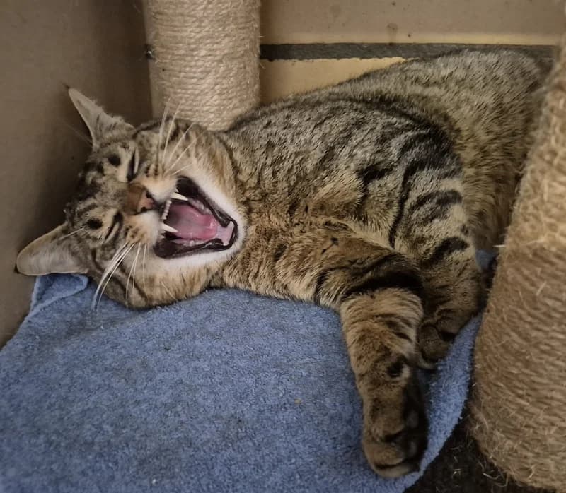 Hector, male Mixed Breed Cat for adoption at Tierheim Tierpension Strubeli — photo 4 of 4