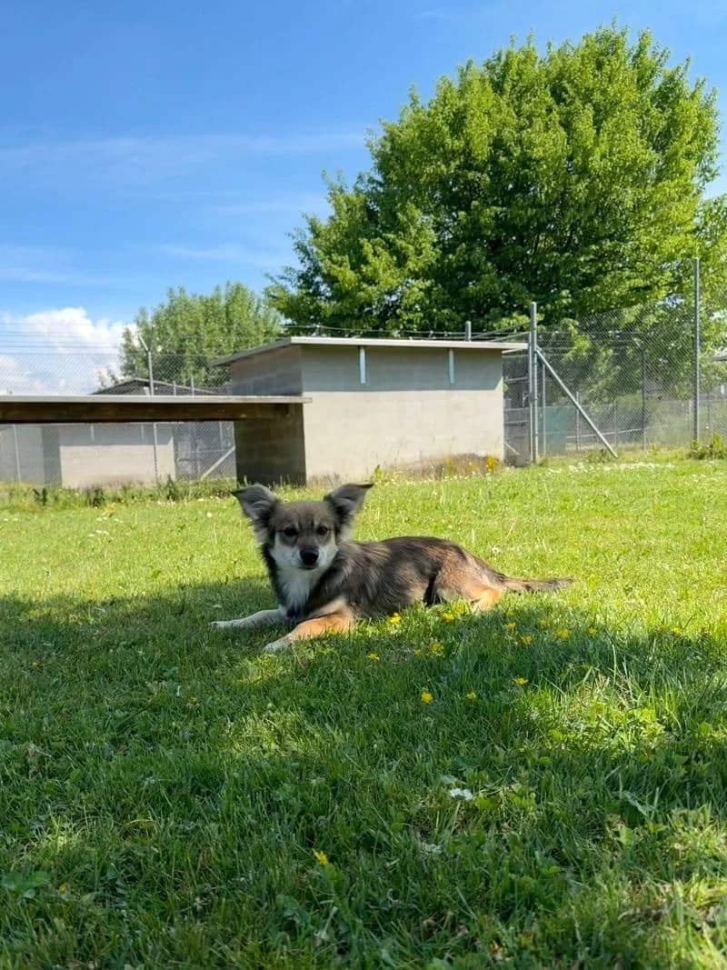 Alja, female puppy Mixed Breed for adoption at Tierheim Tierpension Strubeli