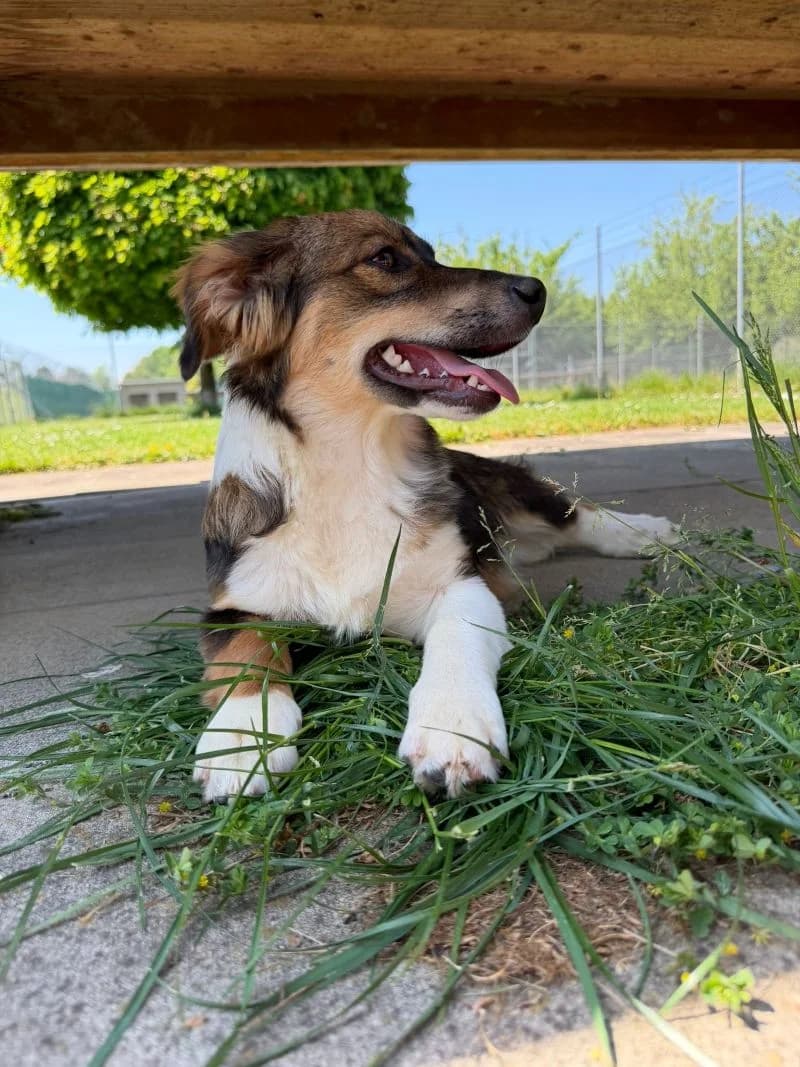 Mark, male puppy Mixed Breed for adoption at Tierheim Tierpension Strubeli