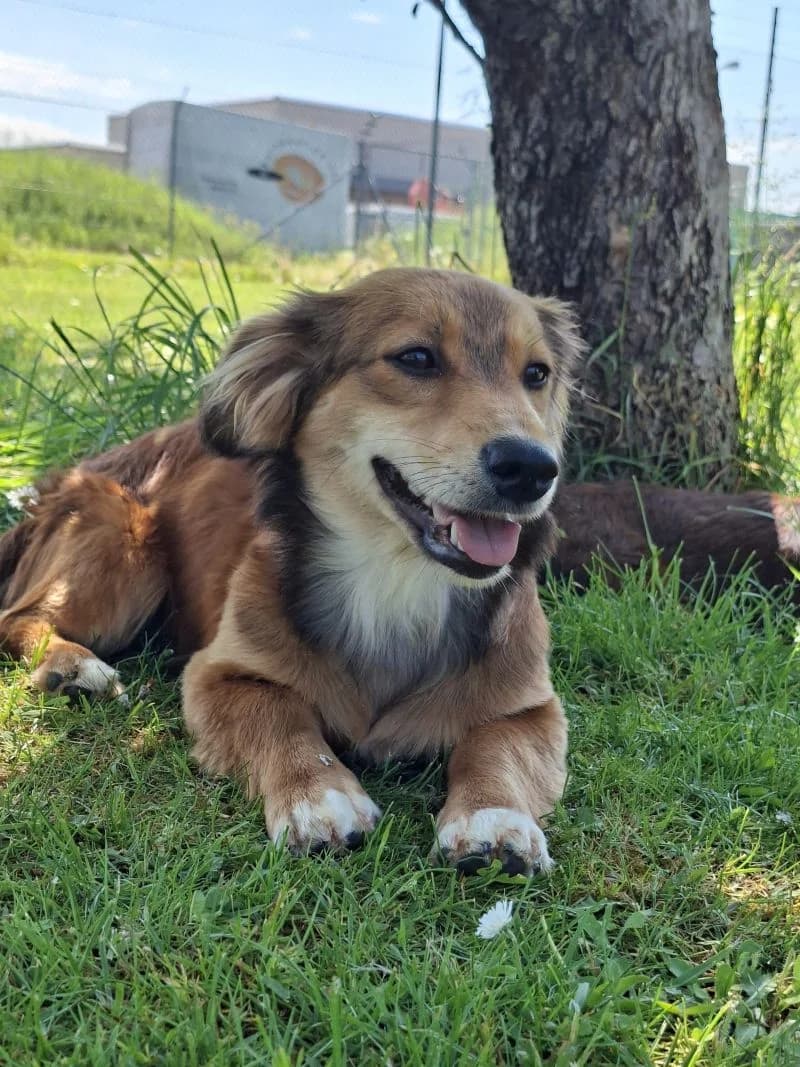 Milly, female puppy Mixed Breed for adoption at Tierheim Tierpension Strubeli