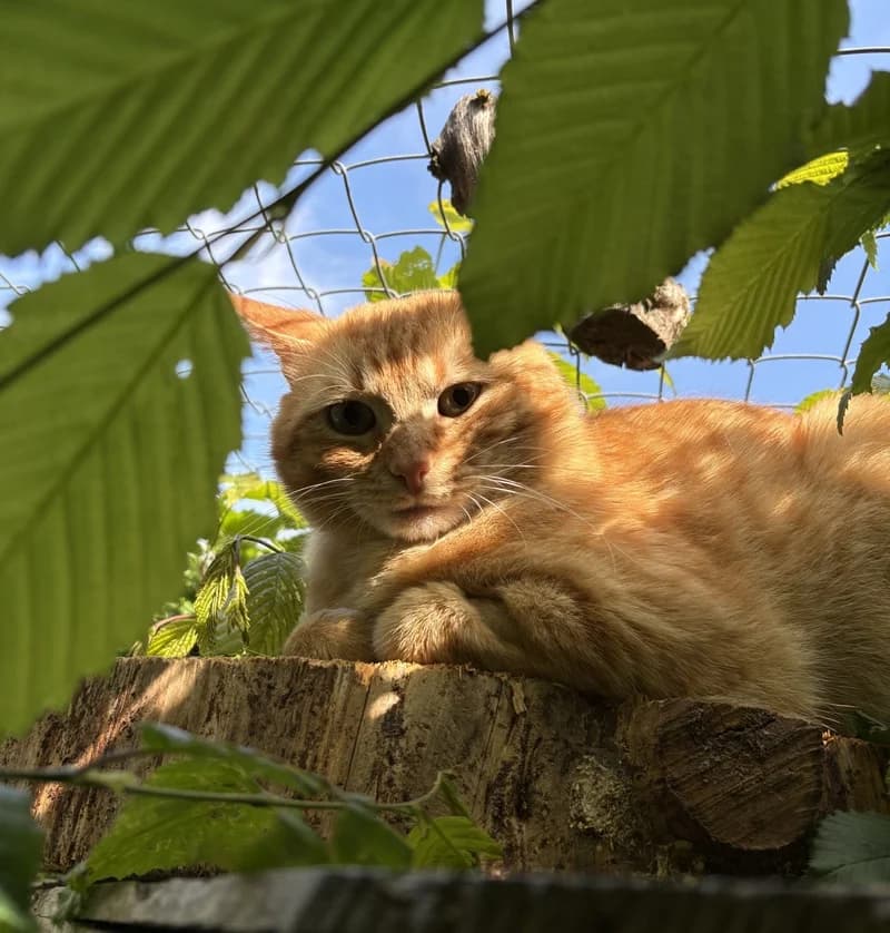 Duke, male young Mixed Breed Cat for adoption at Tierheim Tierpension Strubeli
