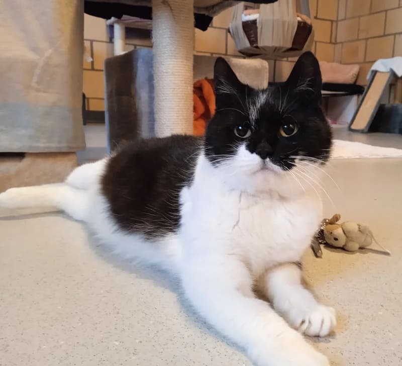 Hera, female 4yo Mixed Breed Cat for adoption at Tierheim Tierpension Strubeli
