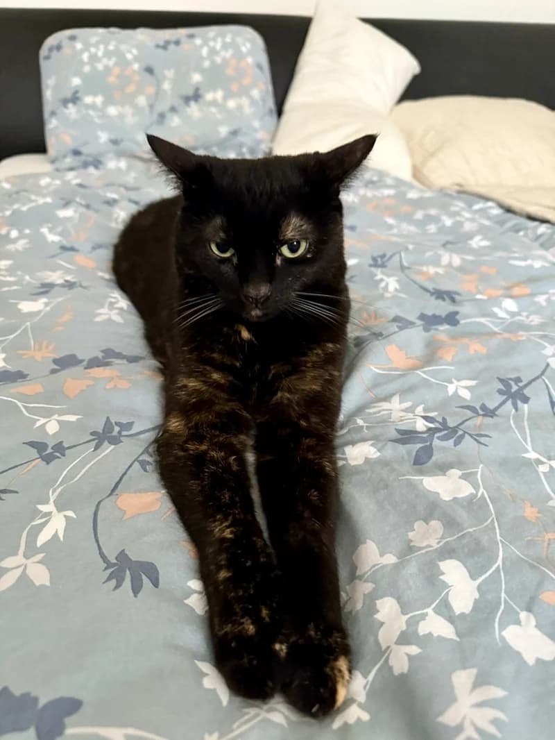 Freya, female 6yo mixed breed for adoption at Tierheim Tierpension Strubeli