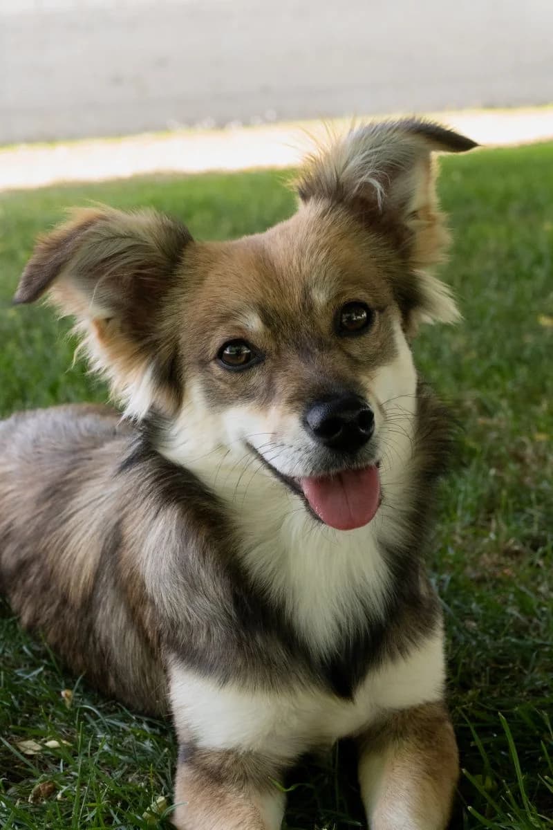Alja, female puppy Mixed Breed for adoption at Tierheim Tierpension Strubeli