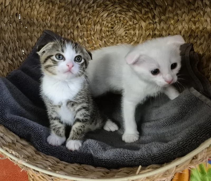 Nuuk und Glen, male puppy Scottish Fold for adoption at Tierheim Tierpension Strubeli