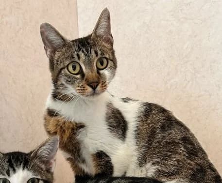 Willow, female young mixed breed for adoption at Tierheim Tierpension Strubeli