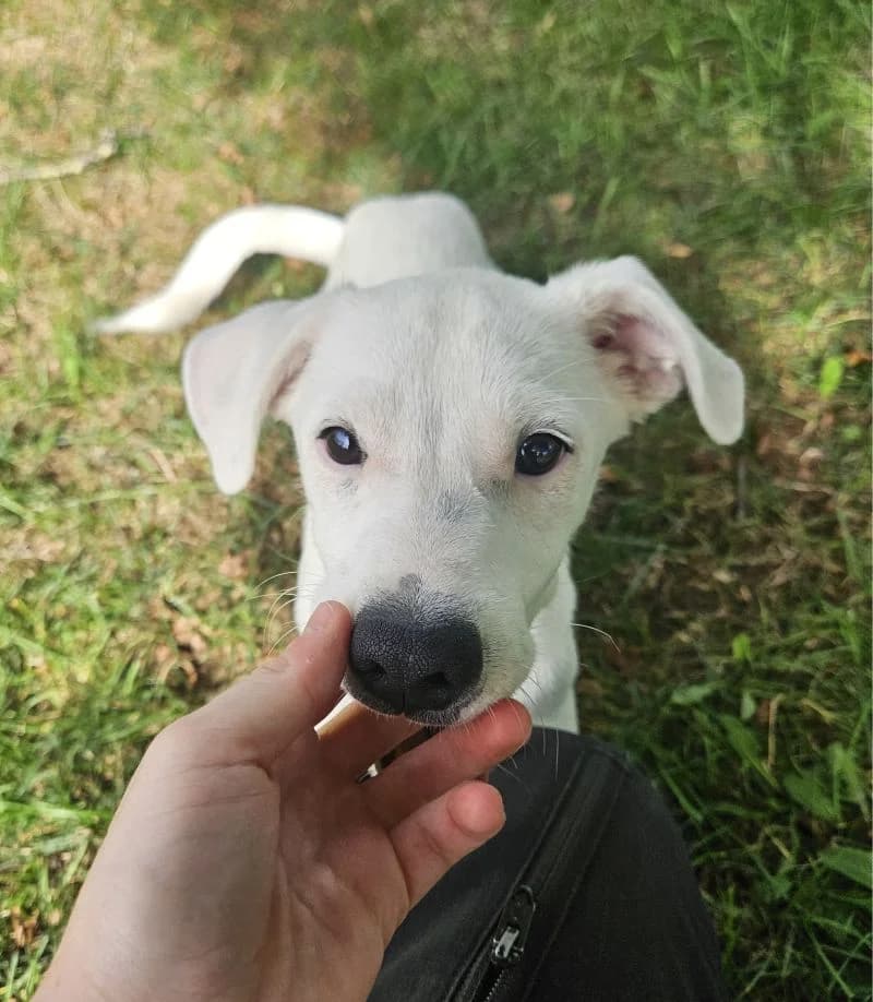 Simba, male puppy Mixed Breed for adoption at Tierheim Tierpension Strubeli