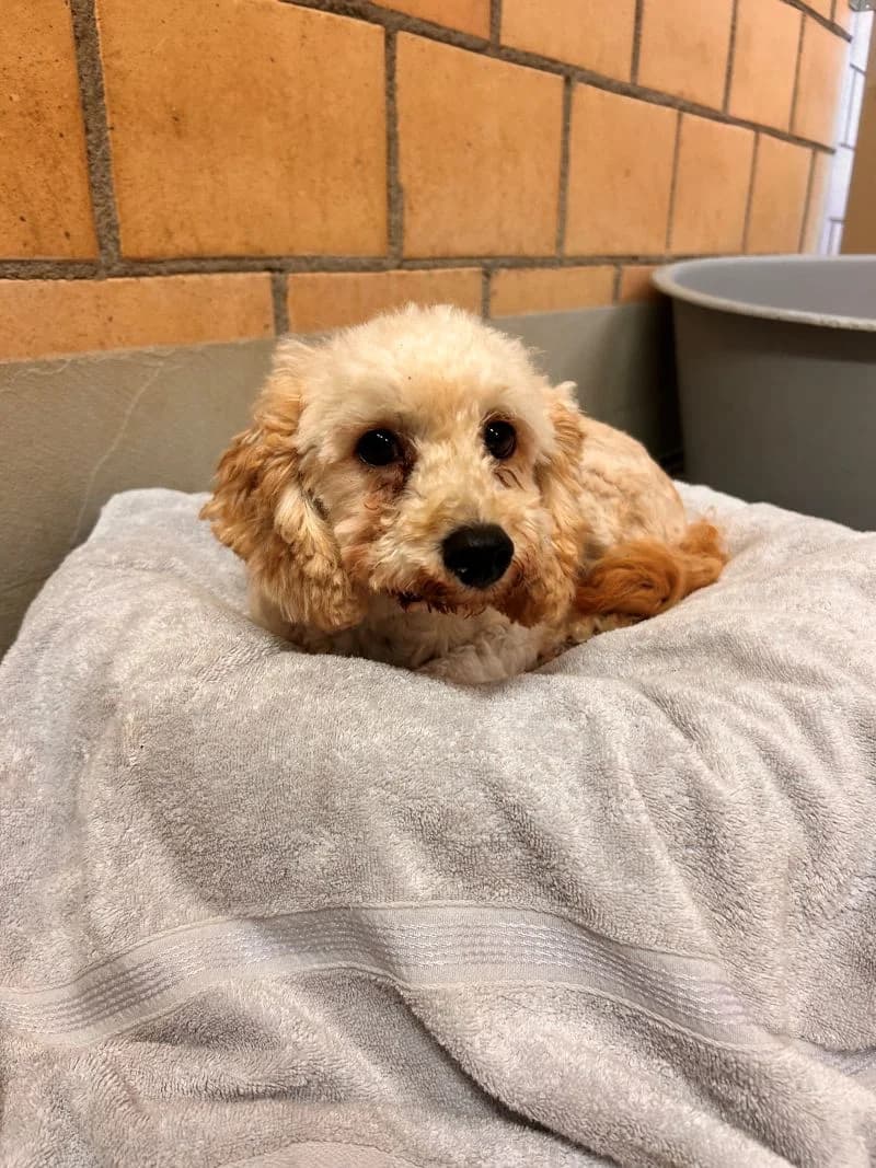 Kiko, male young Poodle for adoption at Tierheim Tierpension Strubeli