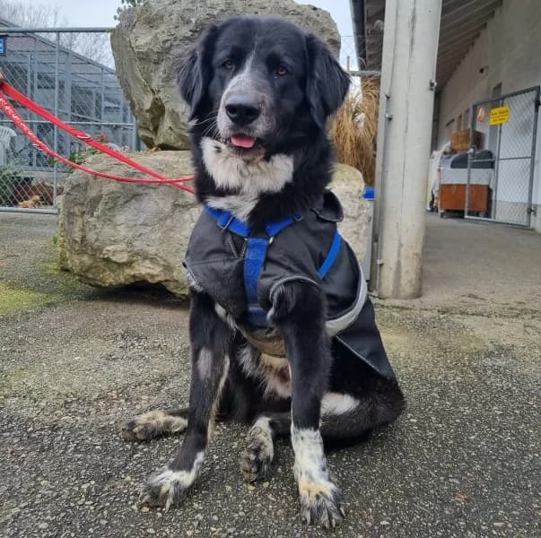 Balto, male 4yo mixed breed for adoption at Tierdörfli Olten, Wangen bei Olten