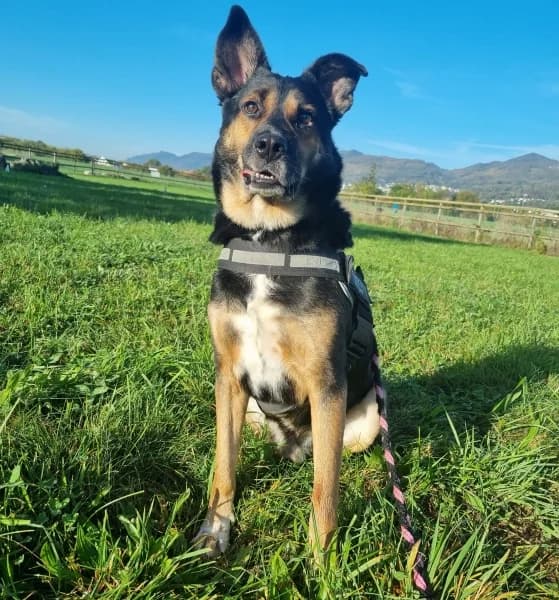 Bruno, male senior Mixed Breed for adoption at Tierdörfli Olten, Wangen bei Olten