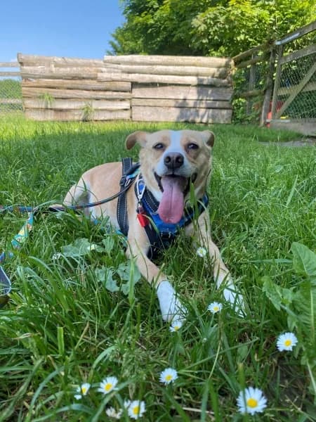 Carla, weiss female 7yo Mixed Breed for adoption at Tierdörfli Olten, Wangen bei Olten