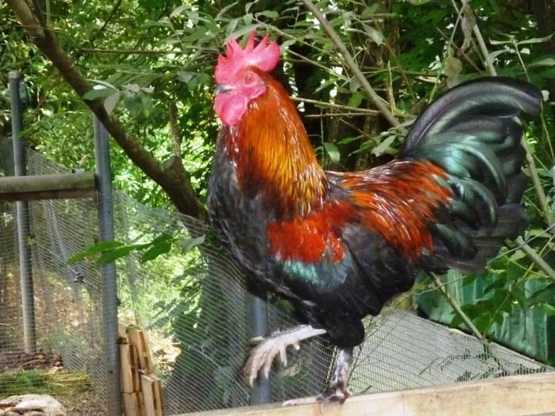 Güggel, male Mixed Breed for adoption at Tierdörfli Olten, Wangen bei Olten