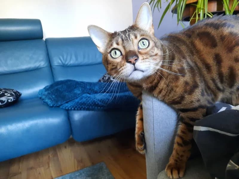 Leo, male 7yo Bengal for adoption at Tierdörfli Olten, Wangen bei Olten