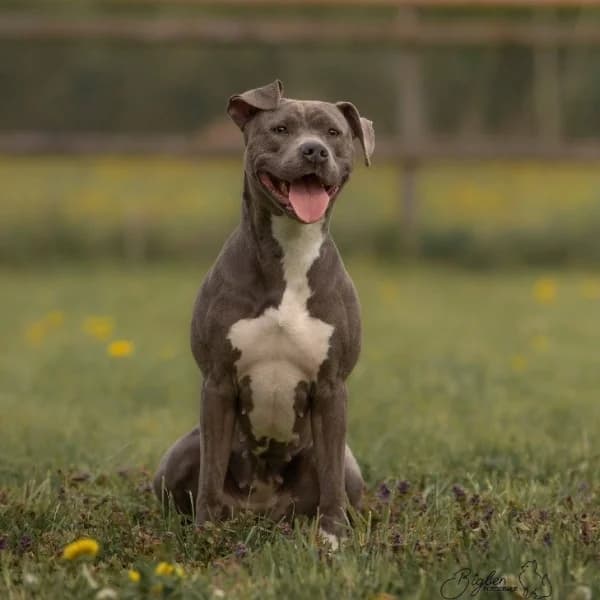Nephtys, female 7yo American Staffordshire Terrier for adoption at Tierdörfli Olten, Wangen bei Olten