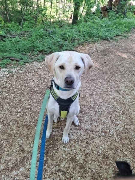 Rino, weiss male 7yo Labrador Retriever for adoption at Tierdörfli Olten, Wangen bei Olten