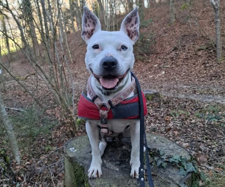 Shelby, female American Staffordshire Terrier for adoption at Tierdörfli Olten, Wangen bei Olten