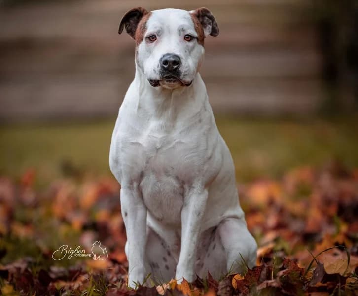 Snow, female 5yo Pit Bull Terrier for adoption at Tierdörfli Olten, Wangen bei Olten