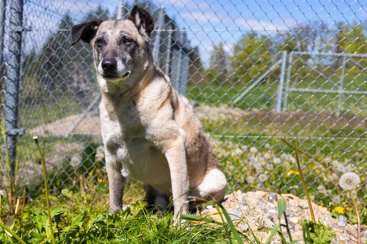 Nanuk Patentier -Tierheimhund, male Mixed Breed for adoption at Tierheim am Böhler, Unterkulm