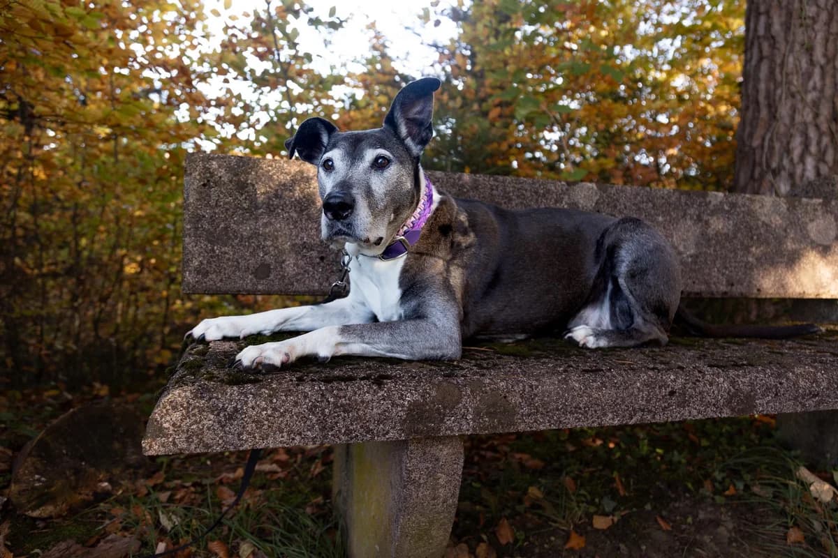 Safira Patentier-Tierheimhund, female mixed breed for adoption at Tierheim am Böhler