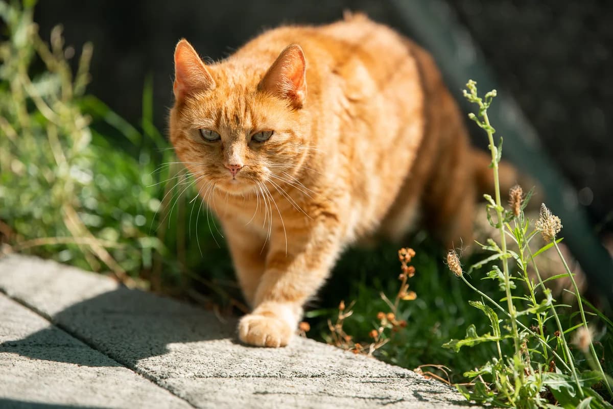 Tierheim Katze «Mango» keine Vermittlung Patentier, female mixed breed for adoption at Tierheim am Böhler