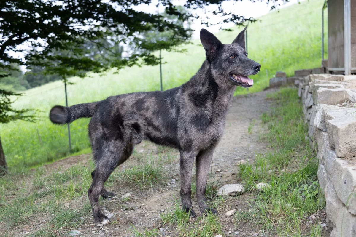 Maddox Patentier, male German Shepherd for adoption at Tierheim am Böhler