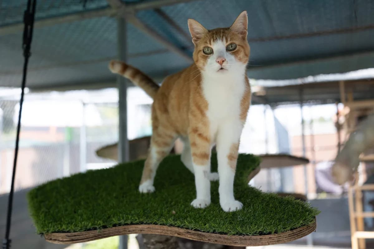 Tierheim Katze Mikesch – Patentier – auf einer Lebenslangen Pflegestelle, male Rottweiler for adoption at Tierheim am Böhler