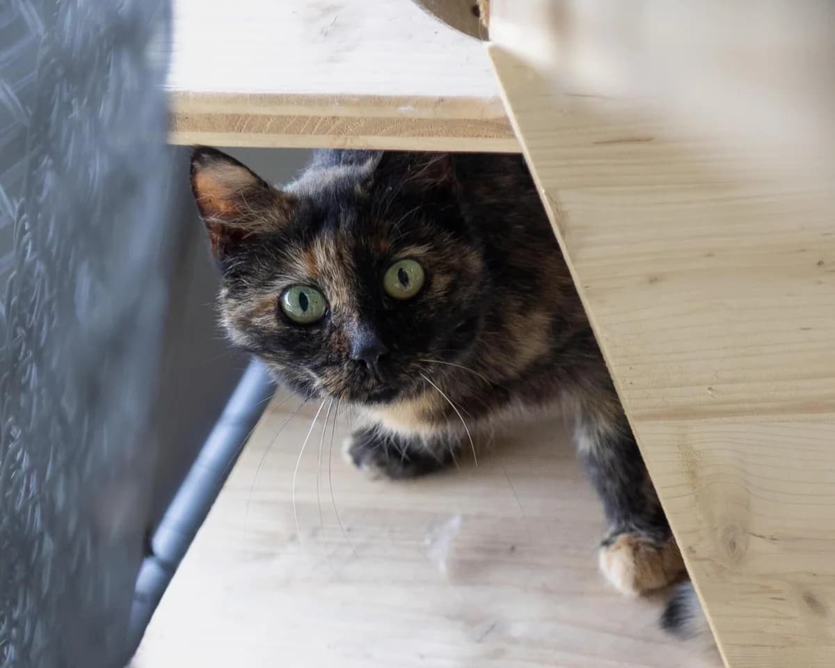 Tierheim Katze Böhni – Patentiere – auf einer Lebenslangen Pflegestelle, female mixed breed for adoption at Tierheim am Böhler