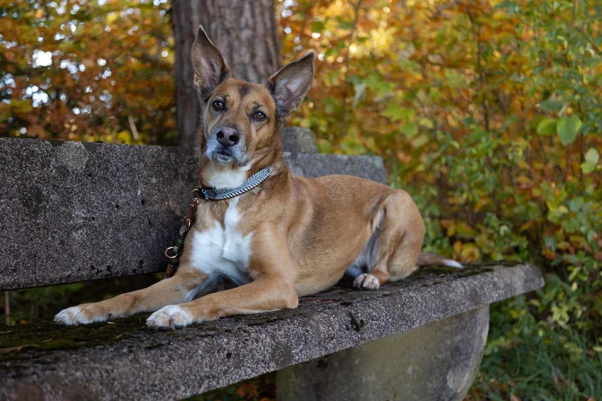 Luna, braun female mixed breed for adoption at Tierheim am Böhler, Unterkulm