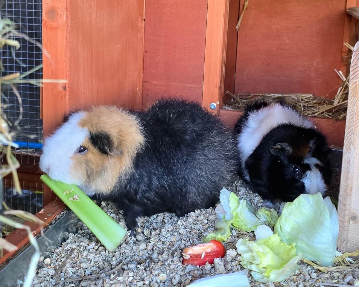 Erwin und Darwin – im Probewohnen, male mixed breed for adoption at Tierheim am Böhler