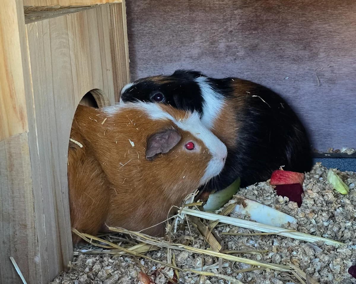 Bruno und Bobby, male mixed breed for adoption at Tierheim am Böhler