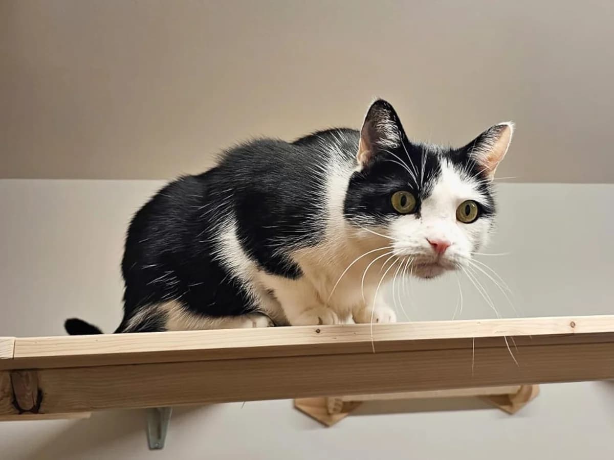 Sämi und Suki Freigängerkatzen – im Probewohnen, male mixed breed for adoption at Tierheim am Böhler