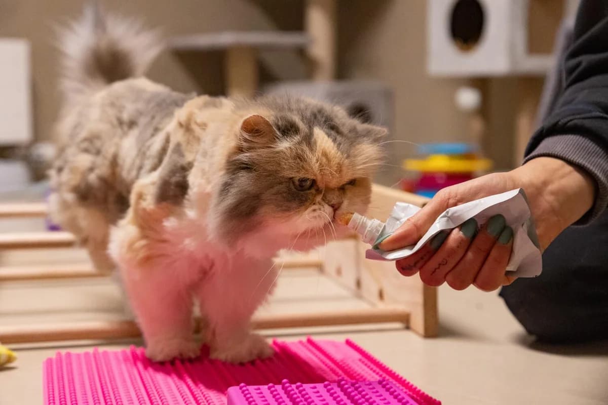 Tierheim Katze -Sunny –, tricolor female senior Persian for adoption at Tierheim am Böhler, Unterkulm