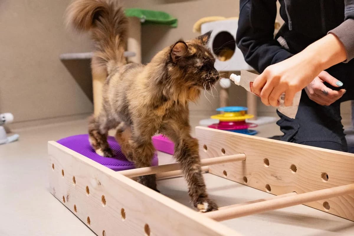 Tierheim Katze Bonita – Patentier – auf einer Lebenslangen Pflegestelle, female Maine Coon for adoption at Tierheim am Böhler