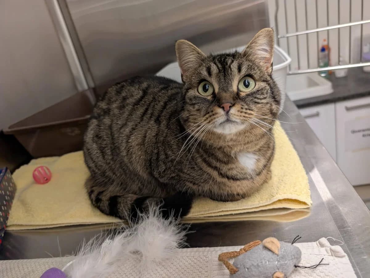 Findelkatze Amira, female mixed breed for adoption at Tierheim am Böhler