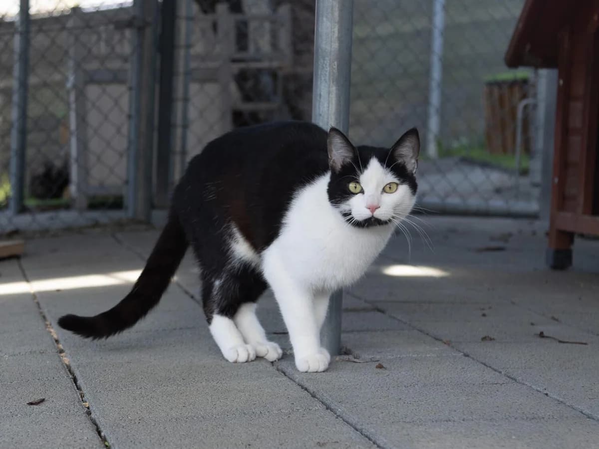 Halona und Icy Freigänger Katzen, male mixed breed for adoption at Tierheim am Böhler
