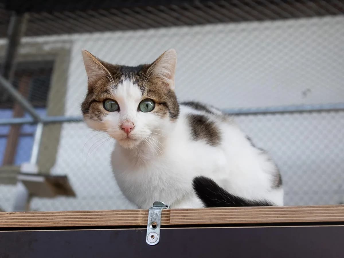 Lars und Layla Freigänger Katzen, male mixed breed for adoption at Tierheim am Böhler