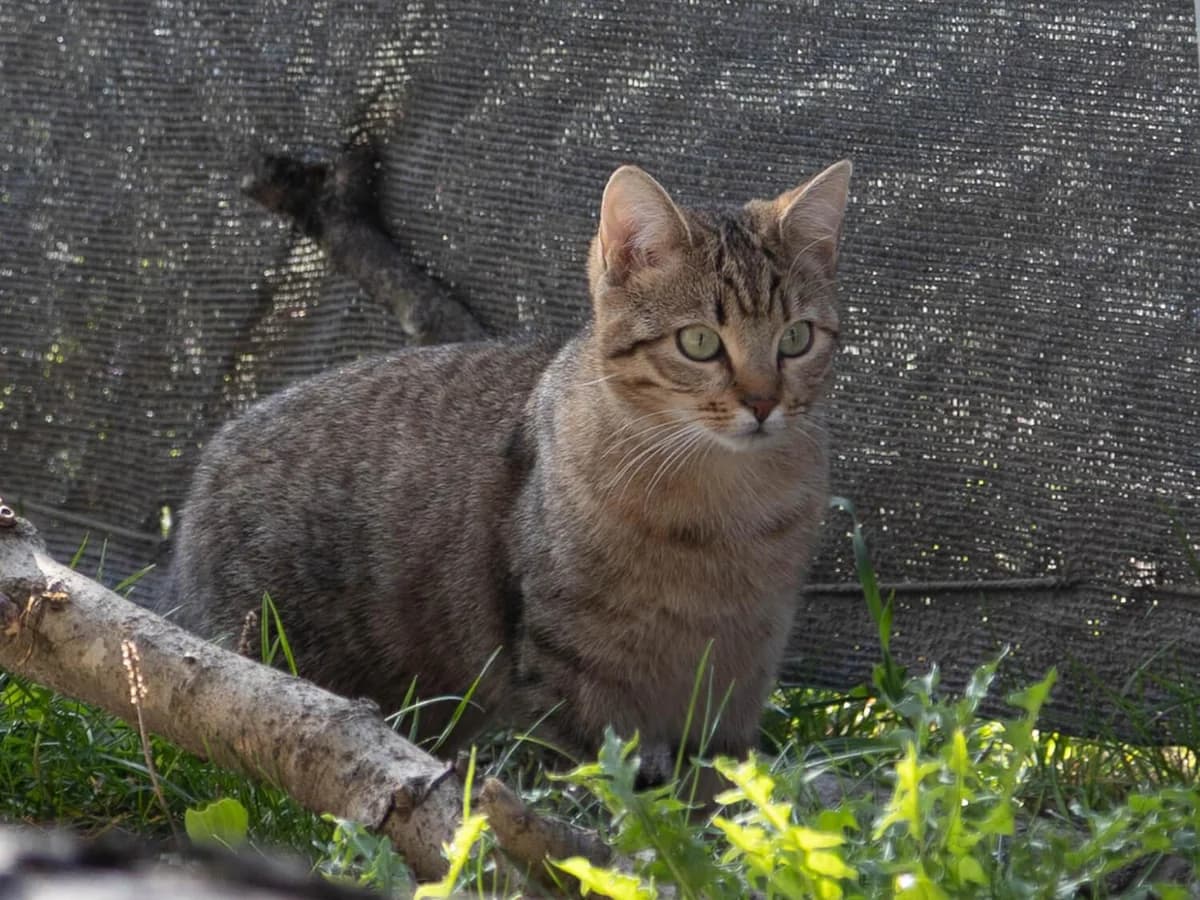 Larissa und Lena Freigänger Katzen, female mixed breed for adoption at Tierheim am Böhler