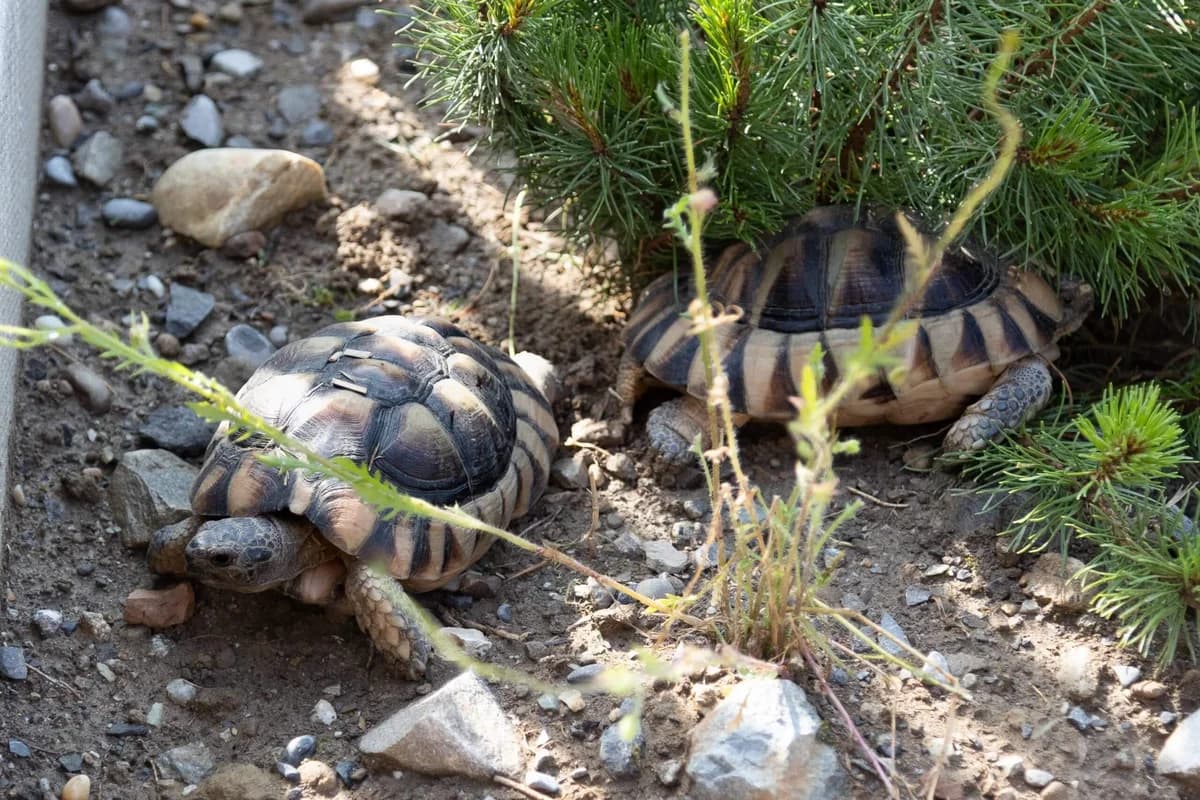 Chip und Chep, male mixed breed for adoption at Tierheim am Böhler