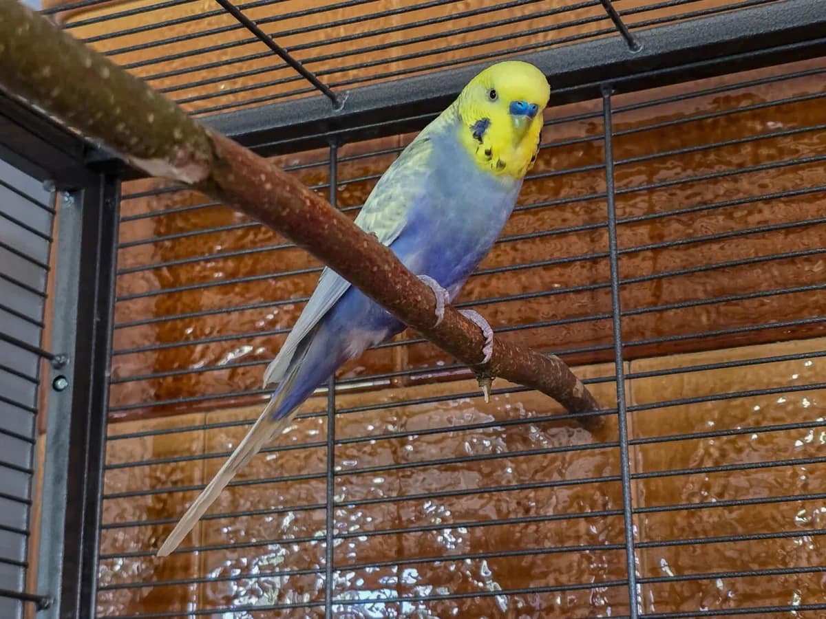 Diverse Wellensittiche, male mixed breed for adoption at Tierheim am Böhler