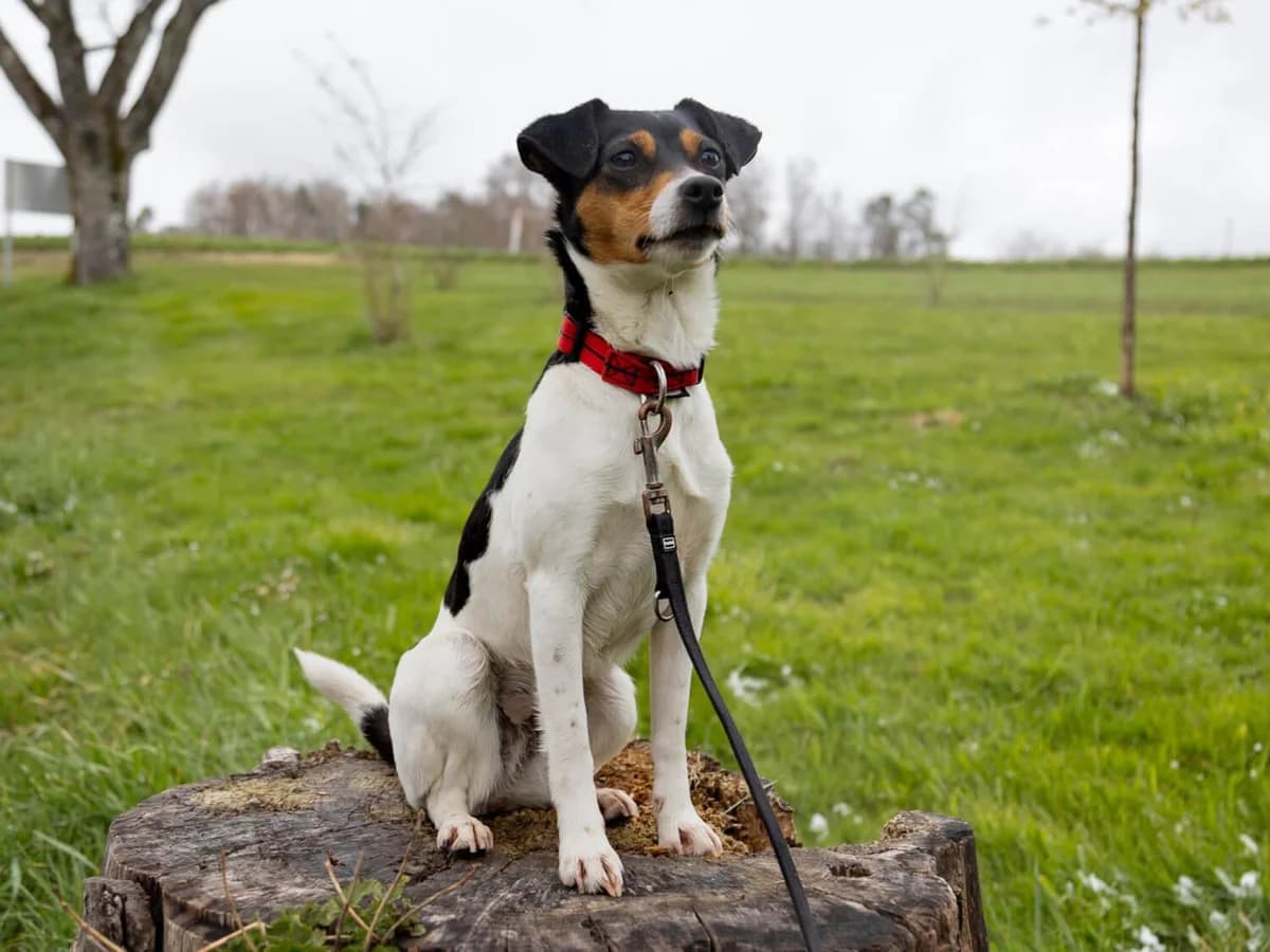 Jelly, female Jack Russell Terrier for adoption at Tierheim am Böhler