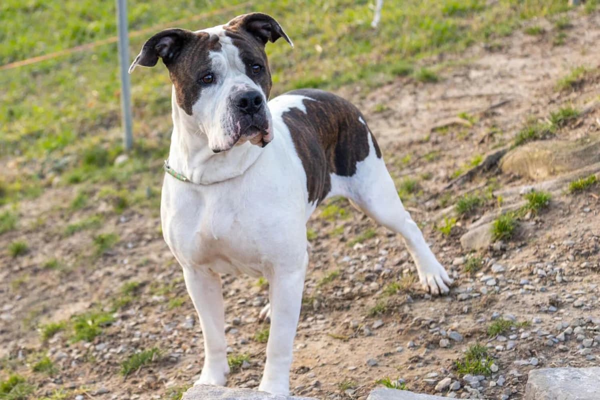 Soley auf einer Pflegestelle der Bullstaff Hilfe, male mixed breed for adoption at Tierheim am Böhler